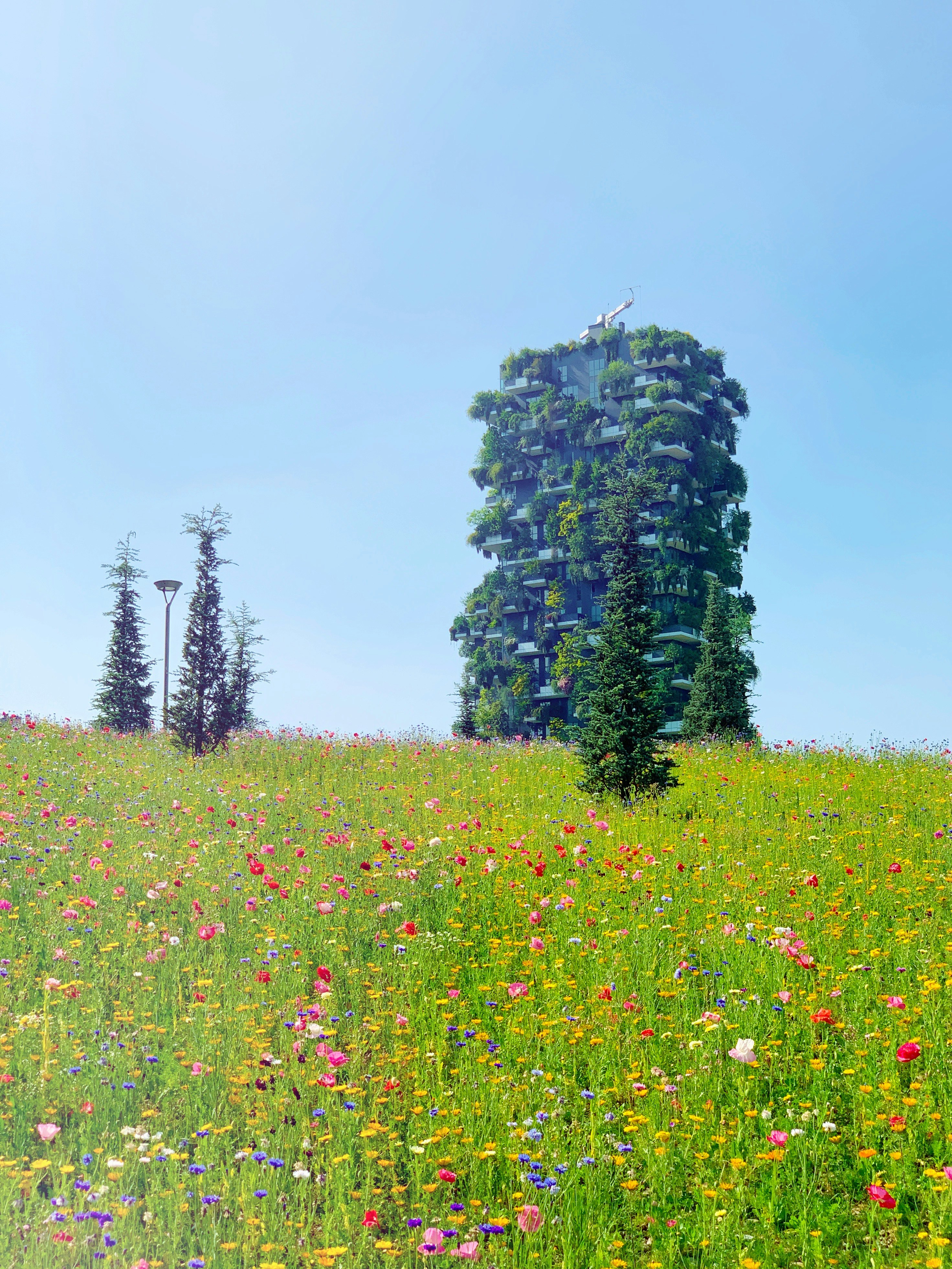 purple flower field during daytime